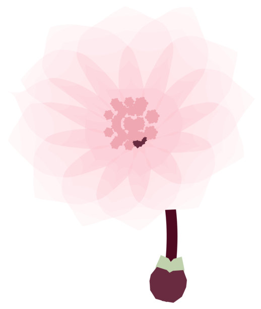 樱花，简约柔和的春季花卉插画图片下载