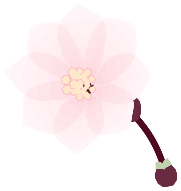 樱花，简约柔和的春季花卉插画图片下载