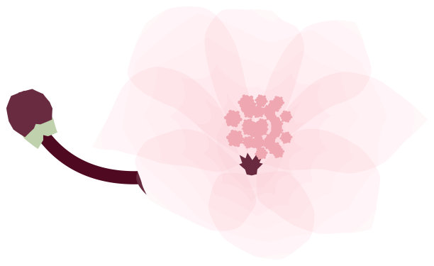 樱花，简约柔和的春季花卉插画图片下载