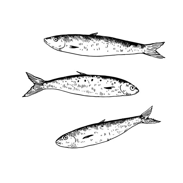 沙丁鱼的墨水素描。手绘黑白插画。图片下载