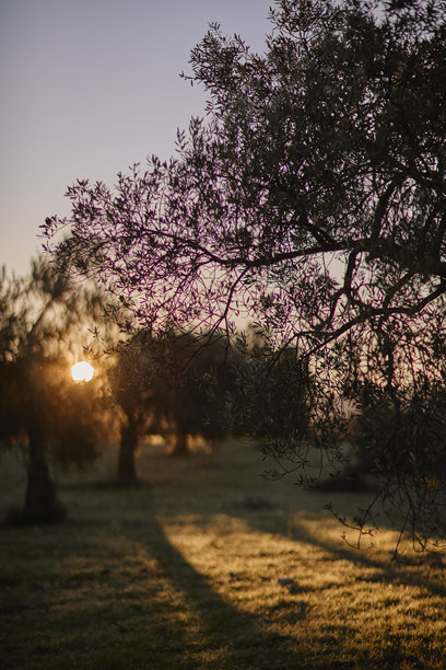 沐浴在温暖的黄金时刻光线下的橄榄树林景观。图库照片图片下载