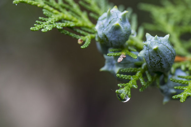 雨滴或露珠的侧柏球果。背景虚化，带有散景效果。多彩花卉微距照片。屏保。留白。特写。创意素材。侧柏。东方侧柏。图片下载