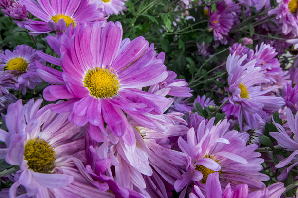 家家户户花园里的紫色菊花。花朵特写微距照片。广角视角。微距风景图片下载