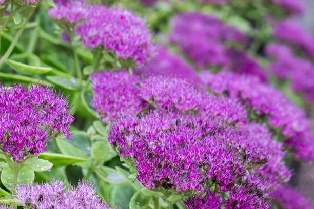 背景虚化的马鞭草，散景效果。植物的微距摄影。屏保。留白。特写。创意图片。斑点马鞭草。马鞭草。菊科。图片下载