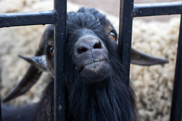 这张图片展示了一只黑山羊的特写，它被放置在一道栅栏后面。图片下载