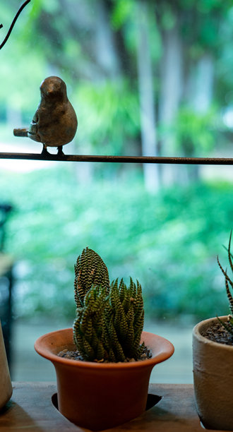 虎纹十二卷（Haworthia fasciata）或斑马仙人掌的特写，放在陶土盆中，置于木桌上，背景为模糊的绿色花园。简约的室内植物装饰，适用于家庭和办公室。图片下载