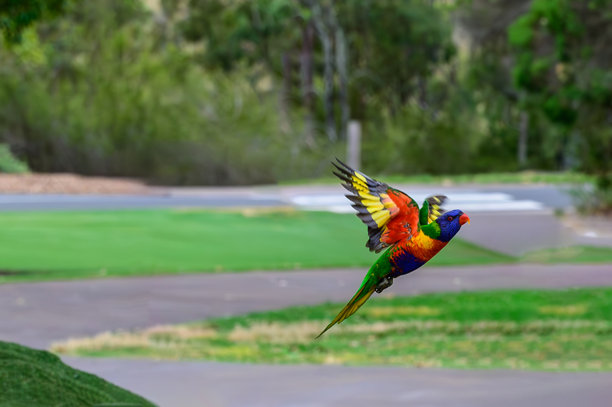这张照片拍摄于 2025 年 12 月的早晨，地点是澳大利亚植物园马特安南，展示了人们享受户外活动和休闲时光的场景。图片下载