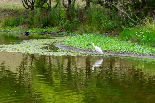 这张照片摄于2025年12月的一个早晨，在澳大利亚安南山植物园，人们正在享受户外活动和休闲时光。图片下载