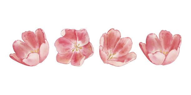 一组粉色郁金香花苞。这幅花卉插画是手绘水彩风格，孤立在白色背景上，适用于贺卡设计、节日请柬、复活节装饰和婚礼。图片下载