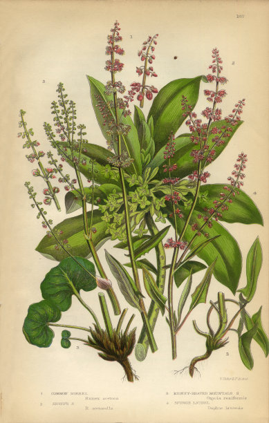 酢浆草、大戟、月桂、欧洲酢浆草、荞麦、维多利亚时代植物插画图片下载