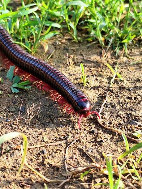 特写照片：马陆在草丛中爬行。图片下载