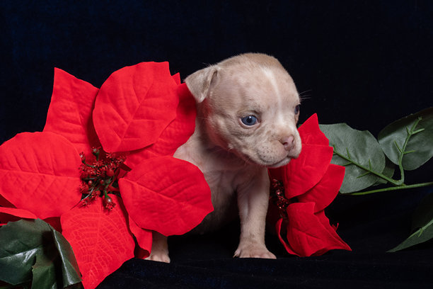 一只可爱的狗狗，背景是深色，上面装饰着红色的一品红花，特写照片，充满节日喜悦和温暖图片下载