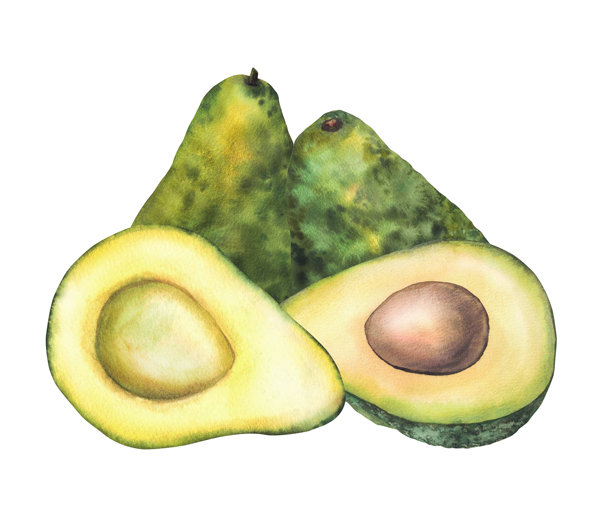 水彩牛油果插画。手绘植物学半个和整个水果带种子。孤立图片下载