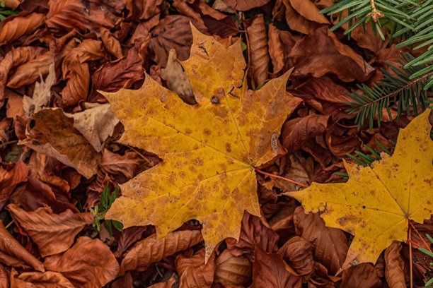 微距照片，动物，自然 - 欧洲，东欧图片下载