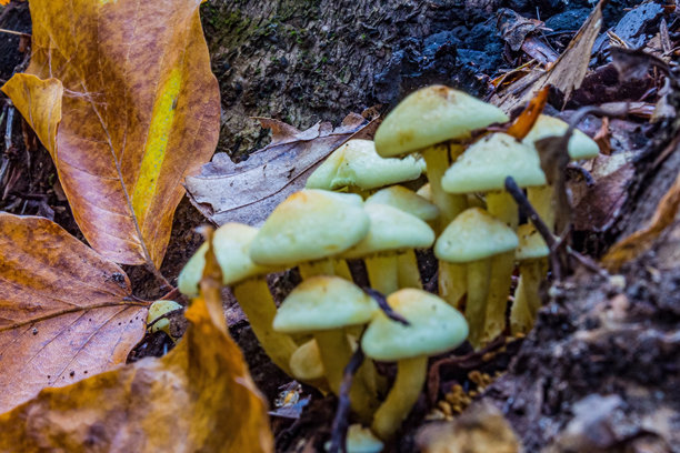 微距照片，动物，自然 - 欧洲，东欧图片下载