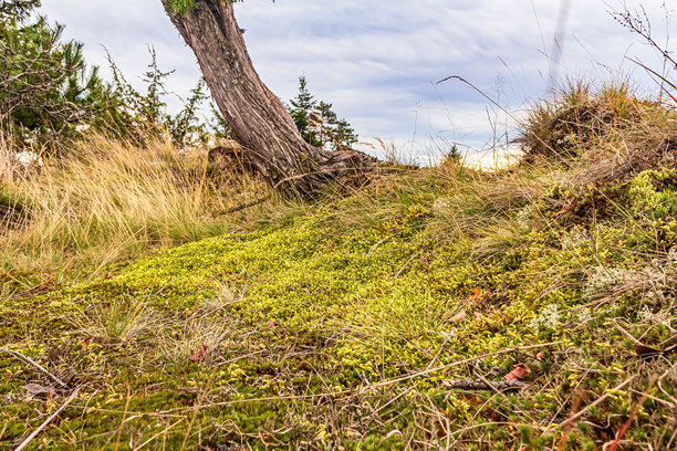 自然风光，森林，喀尔巴阡山，欧洲自然照片，东欧图片下载