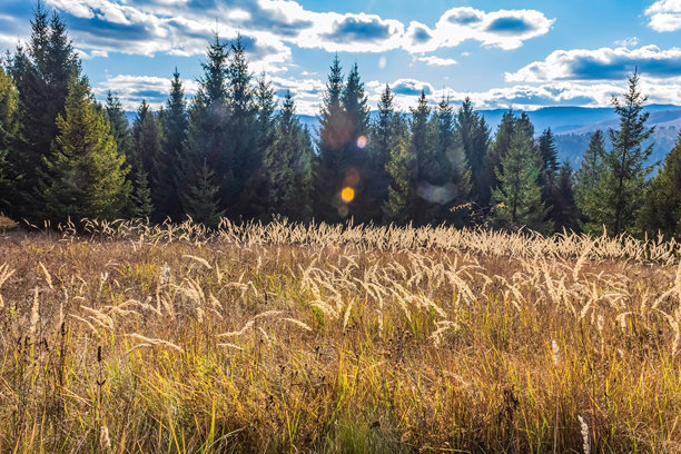 风光，森林，喀尔巴阡山脉，自然风光照片 - 欧洲，东欧图片下载