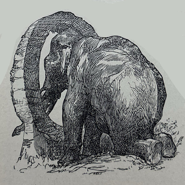 古董插画——大象跪在地上，身体穿过一个大圆圈图片下载