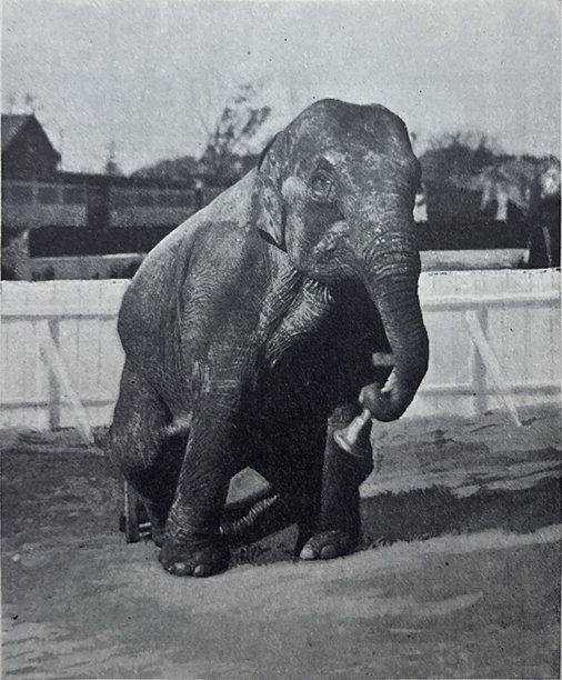 复古插画 - 马戏团大象敲响黄铜铃铛图片下载