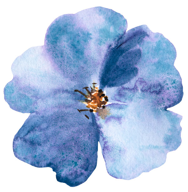 水彩蓝色野花孤立插画，用于婚礼和问候元素图片下载
