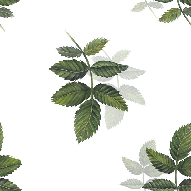 玫瑰果绿色枝条水彩插画无缝图案，孤立在白色背景上手绘。图片下载