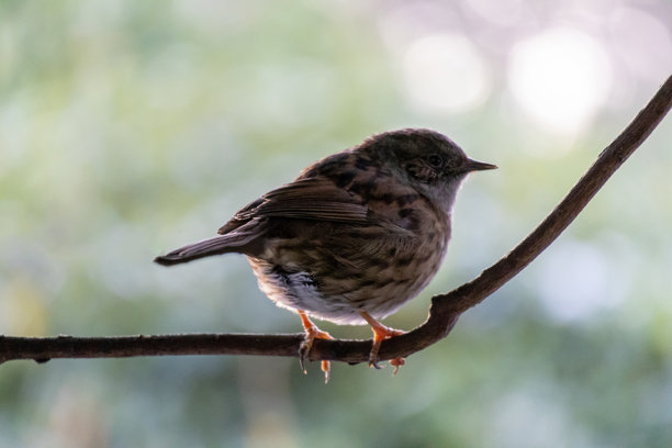 一只麻雀栖息在光秃秃的树枝上。特写照片。背景虚化。图片下载