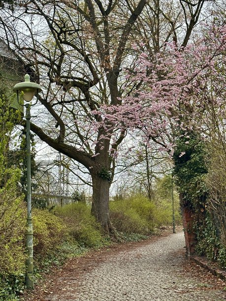 樱花盛开的春日小径与复古街灯图片下载