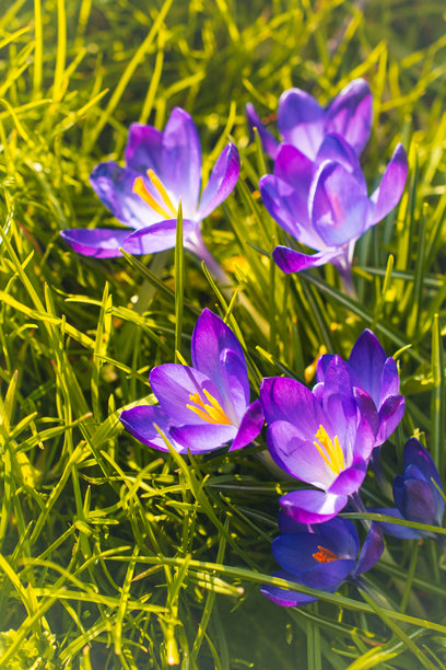 公园里番红花的特写照片图片下载