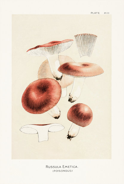 19世纪自然历史书籍中的古董蘑菇插画。纽约，1895年。图片下载