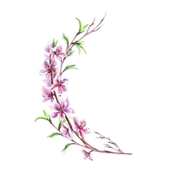 一枝盛开的桃树弯曲的枝条，带有嫩叶。写实风格的孤立水彩插画，适用于明信片、室内装饰、春季节日、包装和海报印刷。图片下载
