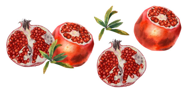 水彩插画，多汁石榴套装图片下载