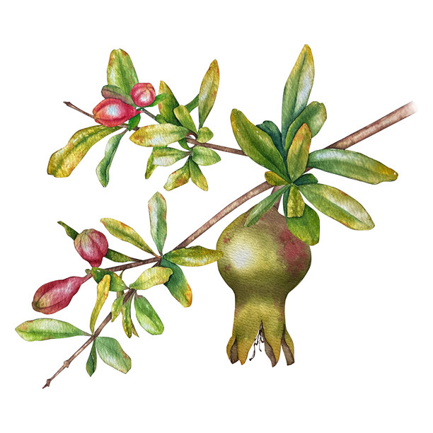 石榴的水彩插画图片下载