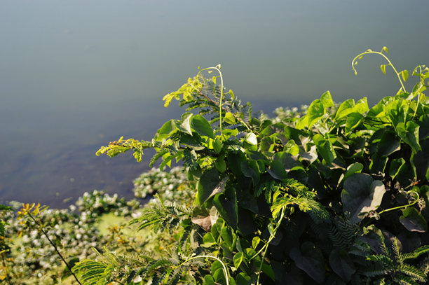 植物上鲜绿色叶片的特写，用于自然、花园和植物素材图片下载