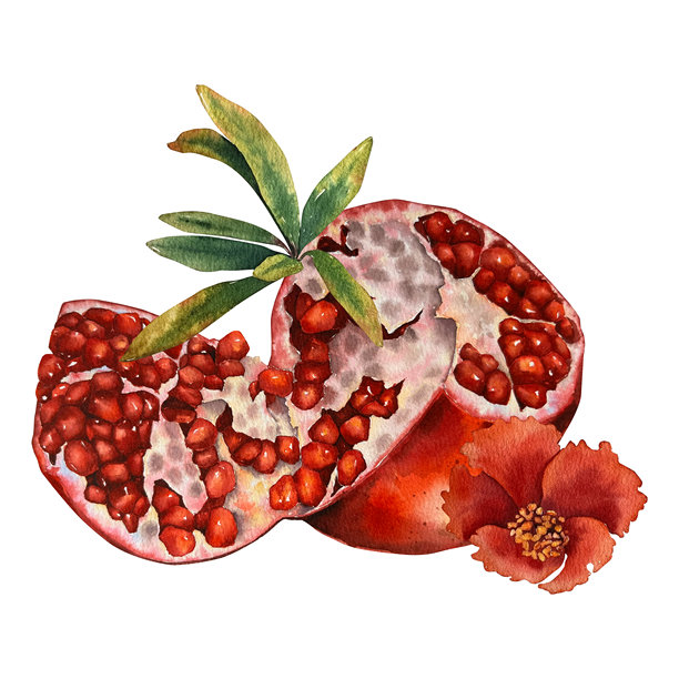 水彩插画红石榴图片下载