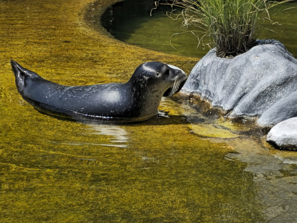 海豹宝宝在阳光下休息 – 系列中的下一张图片图片下载
