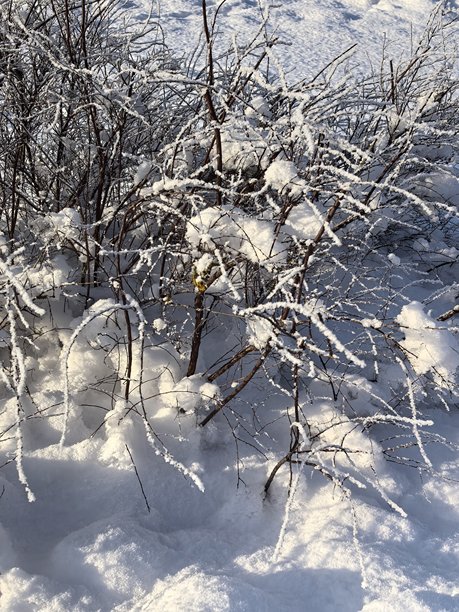冬季风景，美丽的自然照片，冬季美丽的自然照片，树上的雪，雪覆盖的树枝，树枝上的霜，自然美学，美丽的冬季风景，雪覆盖的森林，寒冷季节的树木，寒冷天气，霜冻图片下载