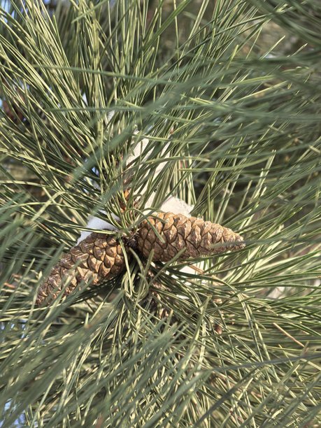 冬季风景，美丽的自然照片，冬季美丽的自然照片，树上的雪，覆盖着雪的树枝，树枝上的霜，自然美学，美丽的冬季风景，雪覆盖的森林，寒冷季节的树木，寒冷的天气，霜冻图片下载