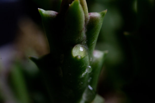 仙人掌上水滴的微距照片图片下载