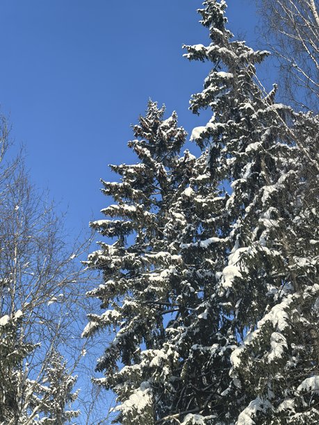 冬季景观，美丽的自然照片，冬季美丽的自然照片，树上的雪，覆雪的树枝，树枝上的霜，自然美学，美丽的冬季景观，雪林，寒冷季节的树木，寒冷天气，霜冻图片下载