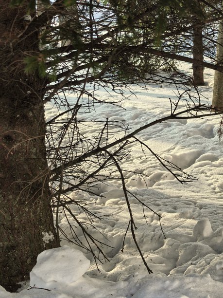 冬季风景，美丽的自然照片，冬季美丽的自然照片，树上的雪，雪覆盖的树枝，树枝上的霜，自然美学，美丽的冬季风景，雪覆盖的森林，寒冷季节的树木，寒冷的天气，霜冻图片下载
