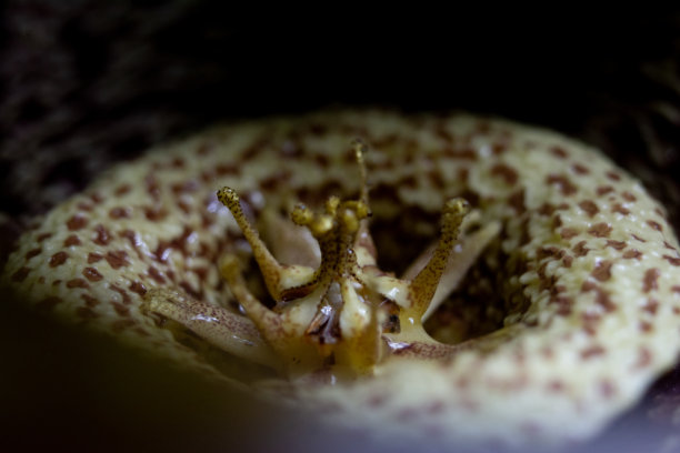 仙人掌花的微距照片图片下载