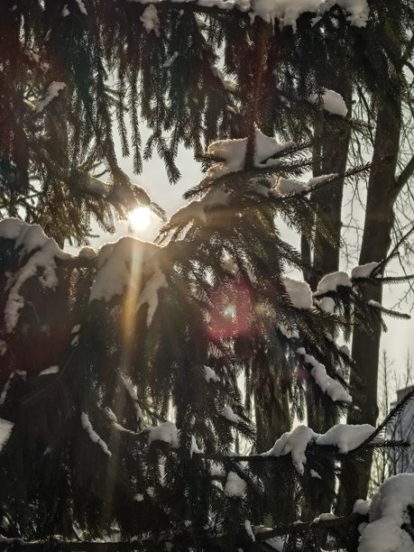 冬季风光，美丽的自然照片，冬季美丽的自然照片，树上的雪，覆雪的树枝，树枝上的霜，自然美学，美丽的冬季景观，雪覆盖的森林，寒冷季节的树木，寒冷天气，霜冻图片下载