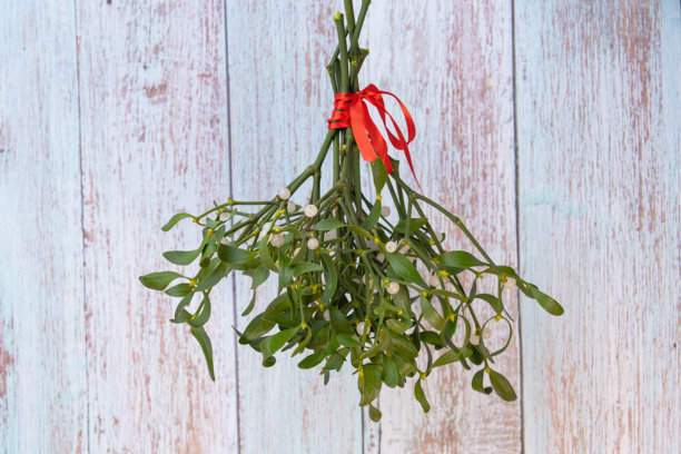 红丝带槲寄生花束照片图片下载