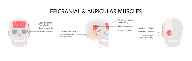 头部侧面和正面肌肉图，枕额肌，耳肌（上、前、后），解剖学图片下载