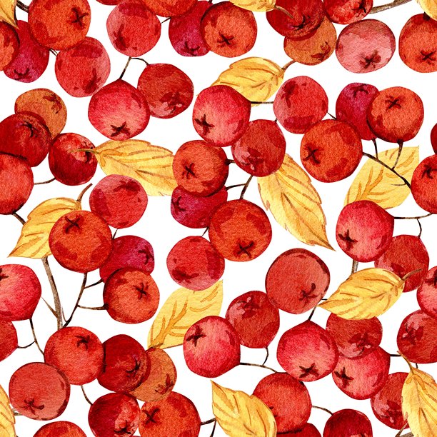 一枝秋季的罗文树枝，上面有成簇的花和黄色的叶子。雪球花的水彩插画。用于装饰的秋季红色罗文浆果的无缝图案。图片下载