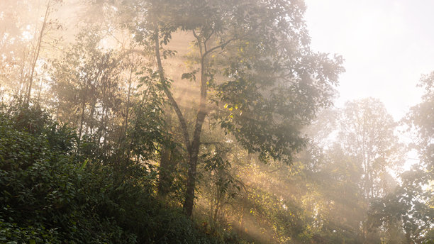 壮丽的阳光穿透葱郁热带雨林的晨雾。这片空灵的林地景象，柔和的光束与朦胧的薄雾，非常适合用作自然背景和生态概念的素材。图片下载