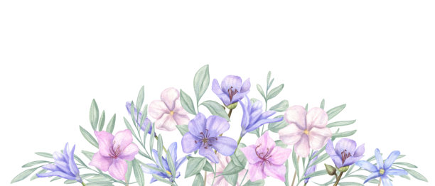 水彩春季花卉艺术，孤立背景。手绘花朵、叶子模板，留有空白文本空间。野花插画，适用于贺卡、印刷品、邀请函图片下载