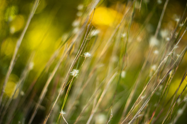 草地微距自然图库照片图片下载