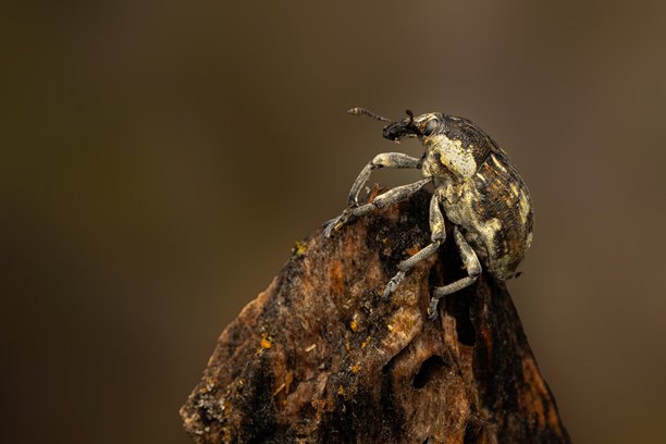 象鼻虫。特写照片。自然背景。图片下载