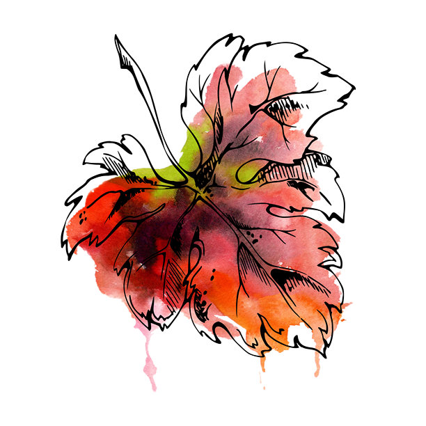 手绘插画，描绘了葡萄藤、南瓜和卷边枫叶。作为植物学葡萄园元素，采用水墨和水彩渲染，适用于酒标、菜单、地中海主题和烹饪设计。图片下载